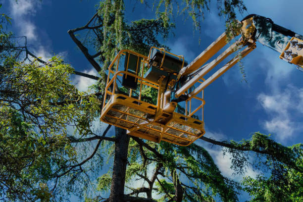 The Steps Involved in Our Tree Care Process in Olivehurst, CA